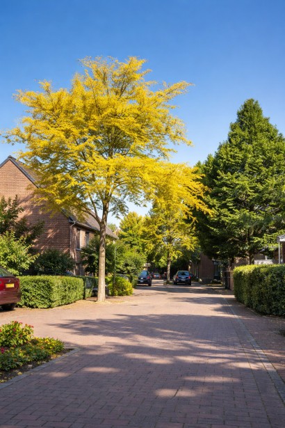 Gleditsia Sunburst  як солітер